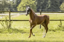 FLY MASK