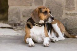 Hunde Set Echtleder