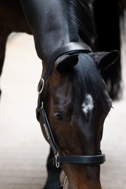 LEATHER STALLION